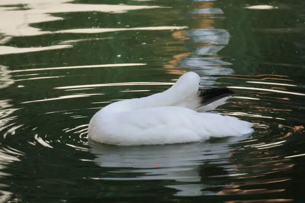 Oct 2011 Swan Swimming Black Water — Foto Stock