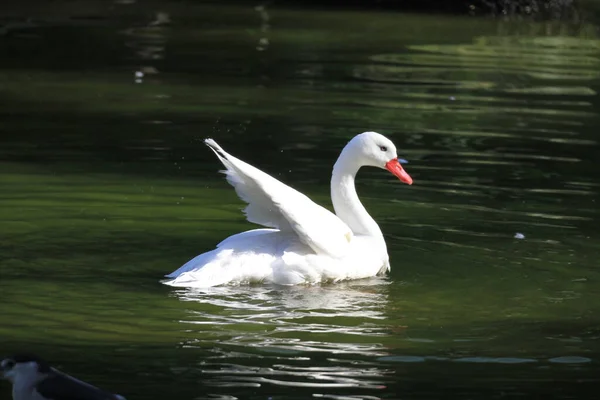 Oct 2011 Swan Swimming Black Water — Foto Stock