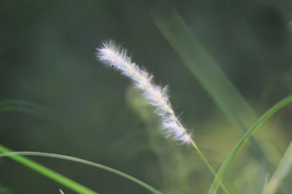 Natural Green Background Fresh Green Leaves — Stockfoto