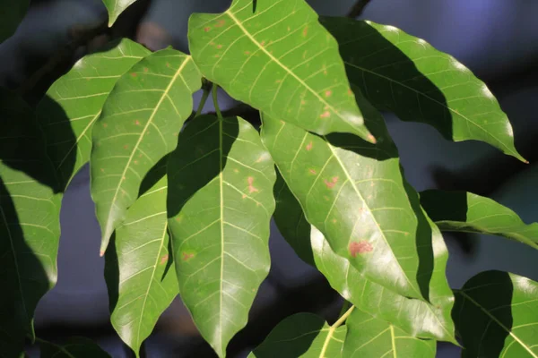 Natural Green Background Fresh Green Leaves — Foto de Stock