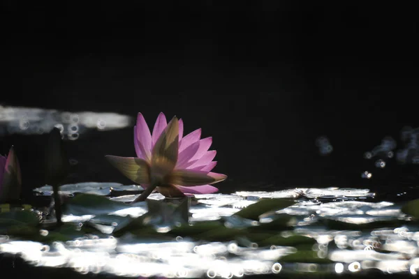 Красиві Квіти Лілія Воді Фон Природи — стокове фото