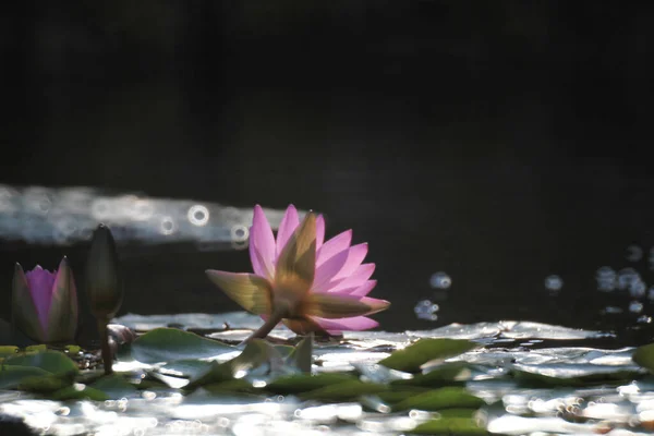 Beautiful Flowers Lily Water Nature Background — Stock Photo, Image