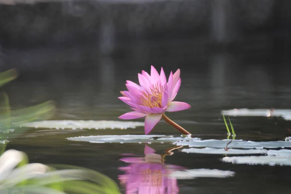 Beautiful Flowers Lily Water Nature Background — ストック写真