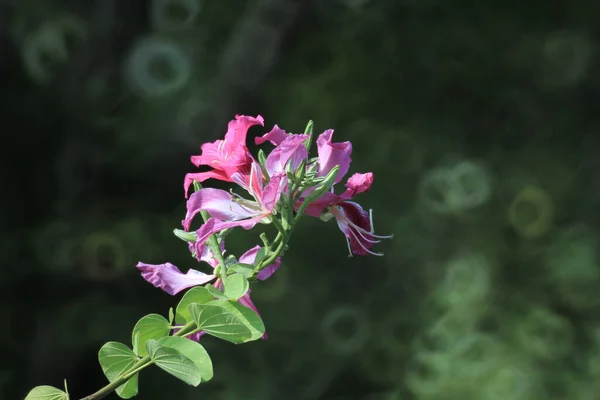 Окт 2011 Красивый Розовый Цветок Изолирован Зеленых Листьев Саду Фоне — стоковое фото