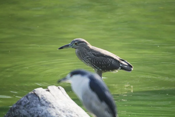Black Crowned Night Heron Waiting Pond Edge Fish — ストック写真