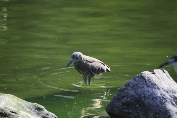 Black Crowned Night Heron Waiting Pond Edge Fish — ストック写真