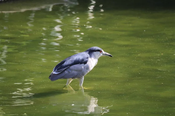 Black Crowned Night Heron Waiting Pond Edge Fish — Zdjęcie stockowe