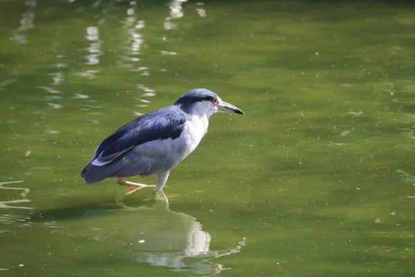 Black Crowned Night Heron Waiting Pond Edge Fish — Photo