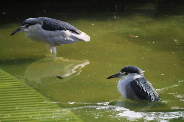 Black Crowned Night Heron Waiting Pond Edge Fish — ストック写真