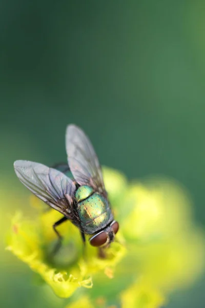 Insect Fly Green Leaf Green Flesh Fly Lucilia Caesar — Stock Photo, Image