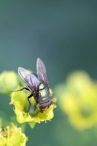 Insect Fly Green Leaf Green Flesh Fly Lucilia Caesar — Stock Photo, Image