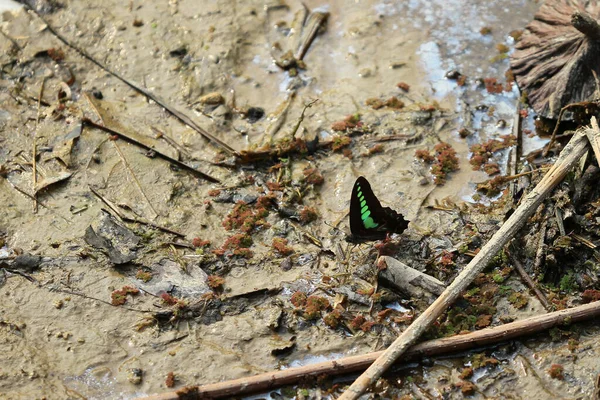 Pair Butterfly Eatting Water Rock Waterfall — Stock Fotó