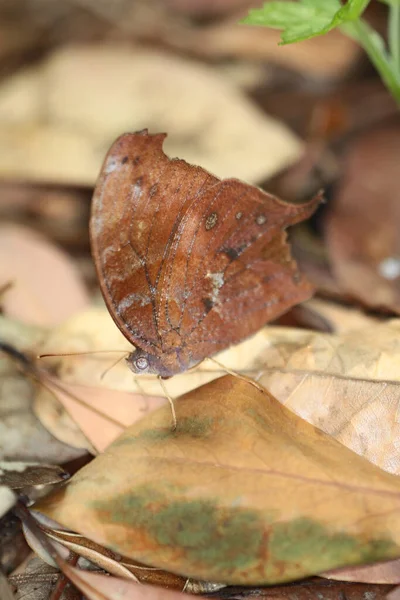 Butterfly Looks Dry Dead Leaf - Stock-foto