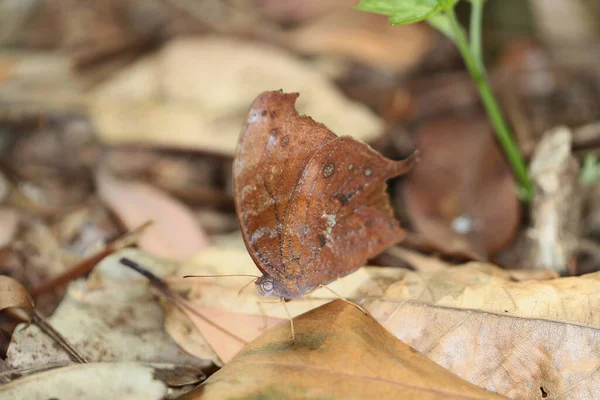 the butterfly that looks like a dry dead leaf