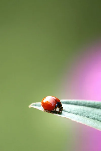 Beautiful Ladybug Its Natural Environment — Stock fotografie