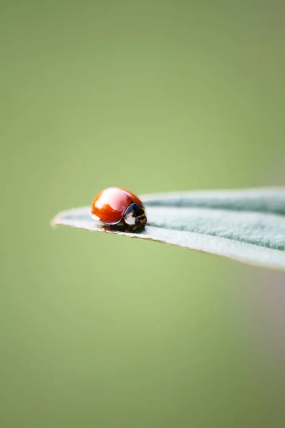 Beautiful Ladybug Its Natural Environment — Photo