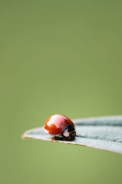 Beautiful Ladybug Its Natural Environment — Stockfoto