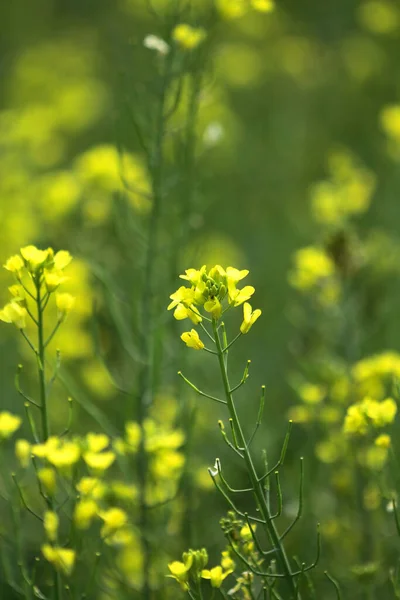 Blooming Dill Garden Smelly Smelly Grass Yellow Flower — Foto Stock