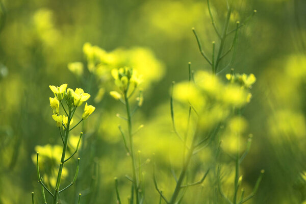 Blooming dill garden or smelly,  smelly grass yellow flower