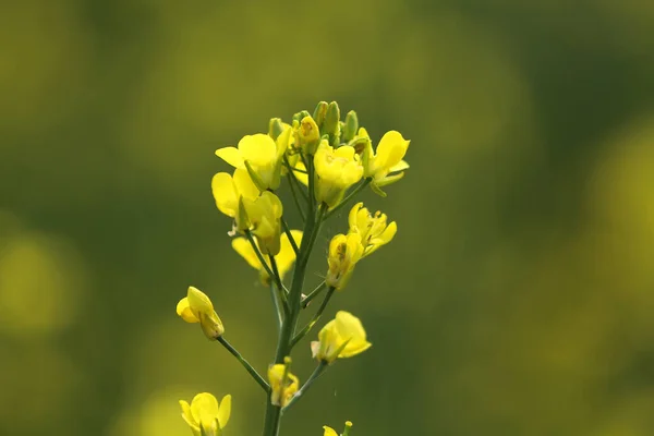 Blooming Dill Garden Smelly Smelly Grass Yellow Flower — Stok fotoğraf