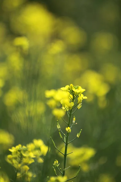 Blooming Dill Garden Smelly Smelly Grass Yellow Flower — Stok fotoğraf
