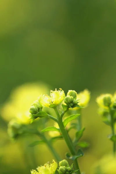 Blooming Dill Garden Smelly Smelly Grass Yellow Flower — 스톡 사진