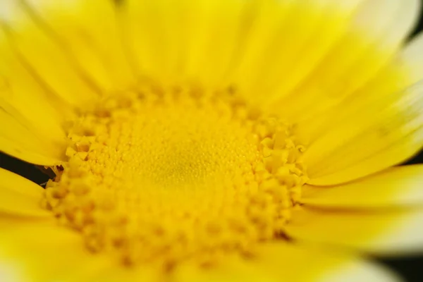 Daisy Flowers Back Ground Season Landscape — Stock Photo, Image