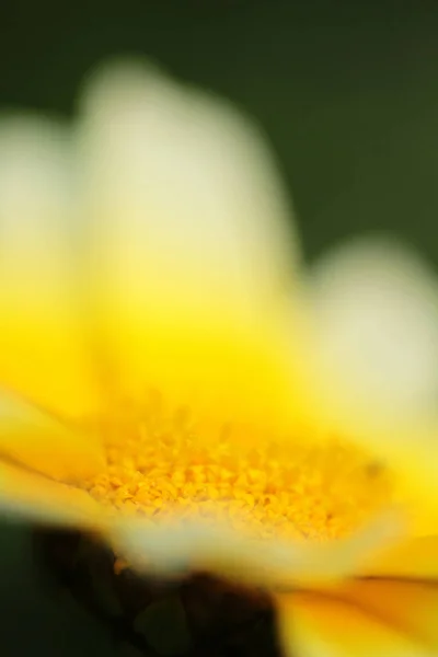 菊花在季节景观的后方 — 图库照片