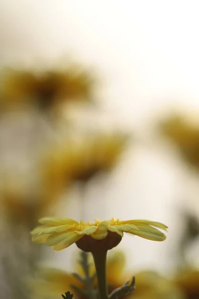 daisy flowers on back ground of the season landscape