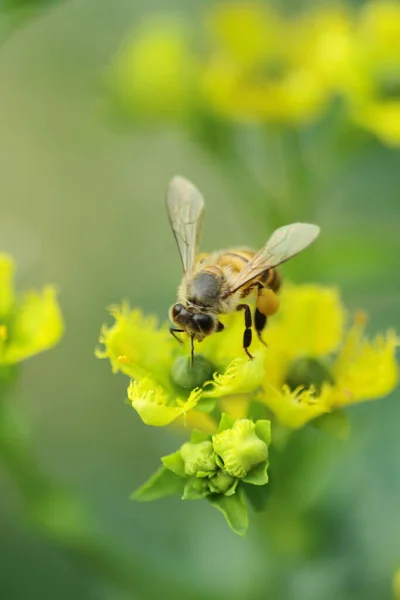 Honey Bee Collecting Pollen Yellow Flower — Zdjęcie stockowe