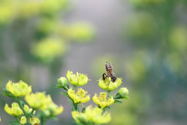 Honey Bee Collecting Pollen Yellow Flower — Photo