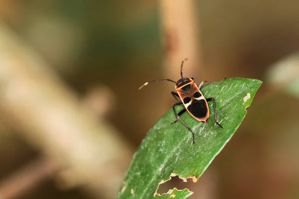 Milkweed Bug Oncopeltus Confusus Macro Green Leaf — Stock fotografie
