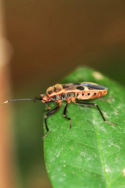 Milkweed Bug Oncopeltus Confusus Macro Green Leaf — Stockfoto
