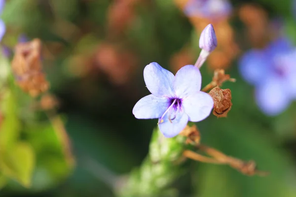 Nature Concept Plants Flower Nature — Photo