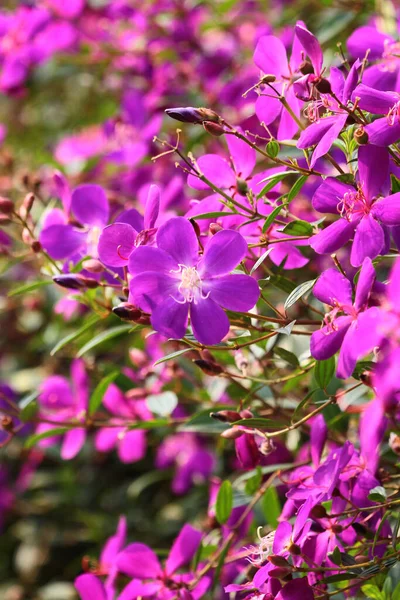Tibouchina Urvilleana Purple Princess Flower Nature — Stockfoto