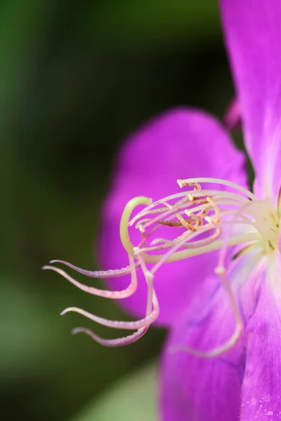 Tibouchina Urvilleana Purple Princess Flower Nature — Zdjęcie stockowe