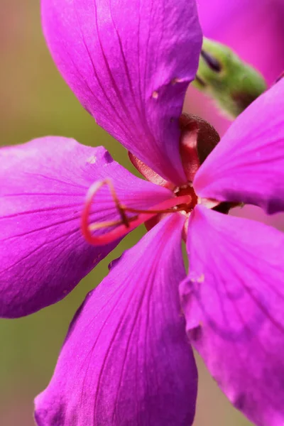 Tibouchina Urvilleana Purple Princess Flower Nature — 스톡 사진