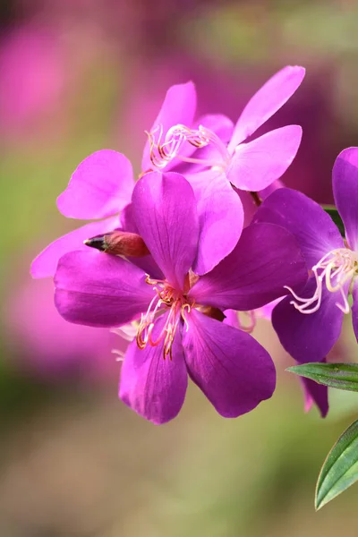 Tibouchina Urvilleana Purple Princess Flower Nature — Fotografia de Stock