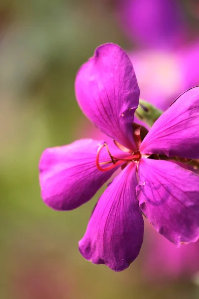 Tibouchina Urvilleana Purple Princess Flower Nature — 스톡 사진