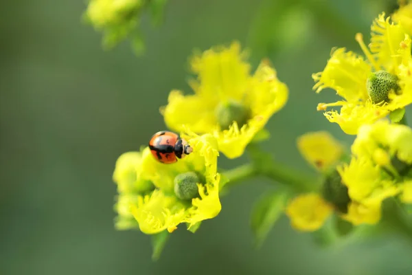 Close View Ladybug Yellow Flower — Stock fotografie