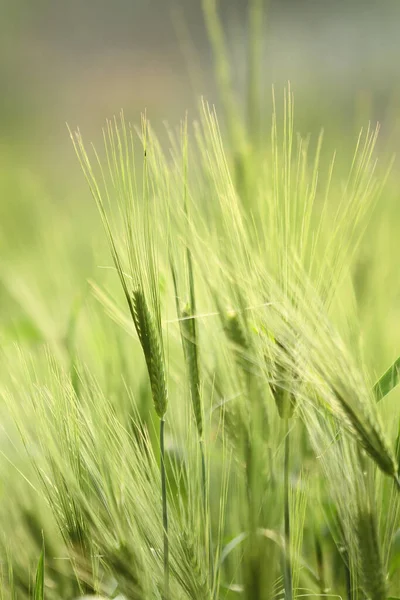 Green ripe ears of rye closeup landscape