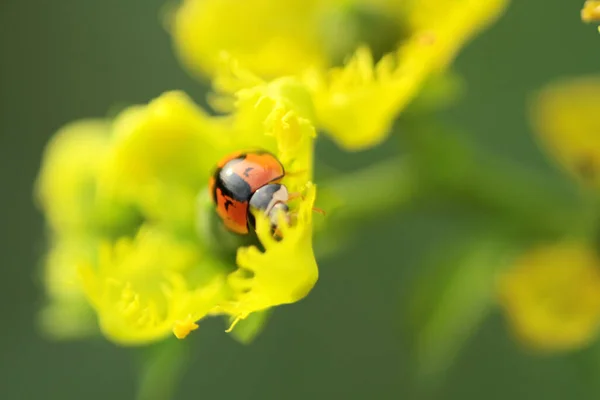 Close View Ladybug Yellow Flower — Foto Stock