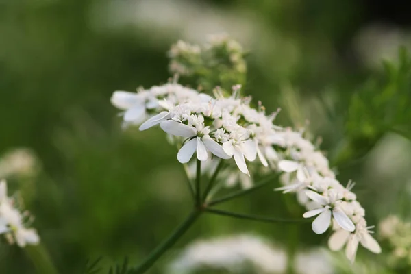 Close Tiny White Flowers Blooming Outdoors — Stok fotoğraf