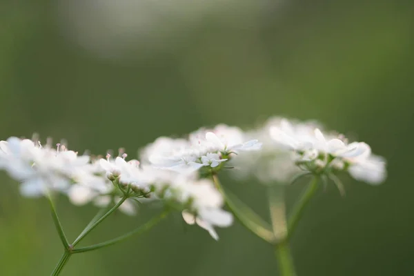 Close Tiny White Flowers Blooming Outdoors — Stock Photo, Image