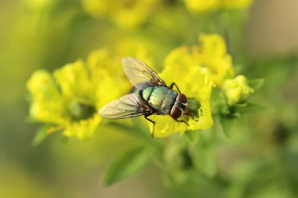 Insect Fly Green Leaf Green Flesh Fly Lucilia Caesar — Stock Photo, Image