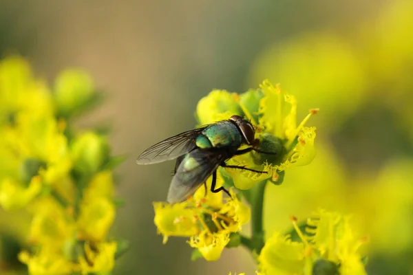 Insect Fly Green Leaf Green Flesh Fly Lucilia Caesar — Stock Photo, Image