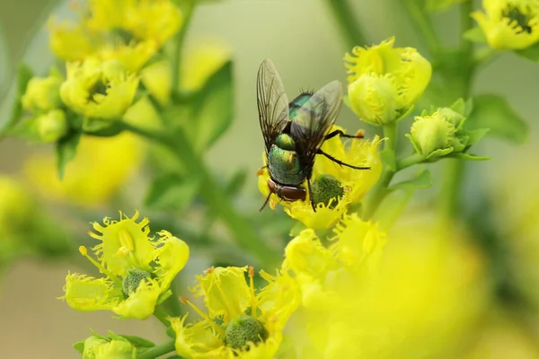 Insekt Flyga Gröna Blad Grönt Kött Flyga Lucilia Caesar — Stockfoto