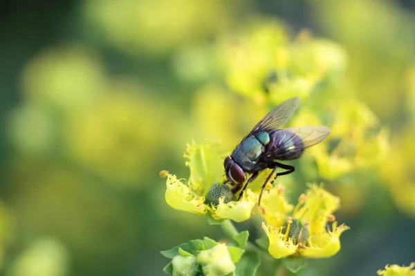 Insect Fly Green Leaf Green Flesh Fly Lucilia Caesar — Stock Photo, Image