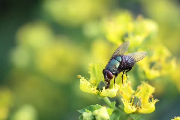 Insect Fly Green Leaf Green Flesh Fly Lucilia Caesar — Stock Photo, Image