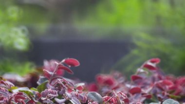 Doğa konsepti, yapraklar ve bulanık etki